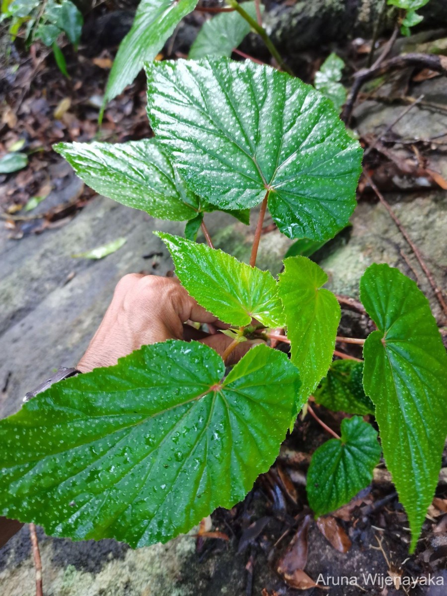 Begonia dipetala Graham